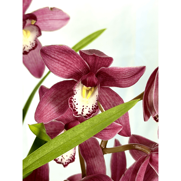 Cymbidium oho rosa XXL (várias hastes)  1
