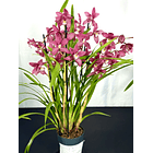Cymbidium oho rosa XXL (várias hastes)  2