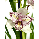 Cymbidium Flamingo de 3 Linguas - 1 Haste  1