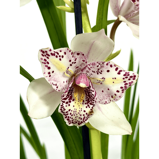 Cymbidium Flamingo de 3 Linguas - 1 Haste  1