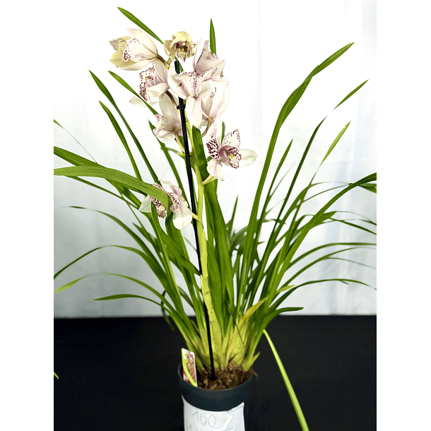 Cymbidium Flamingo de 3 Linguas - 1 Haste  2