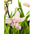 Cymbidium 