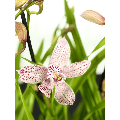 Cymbidium "PAULISTA" Rosa C/ Pintinhas +4 hastes