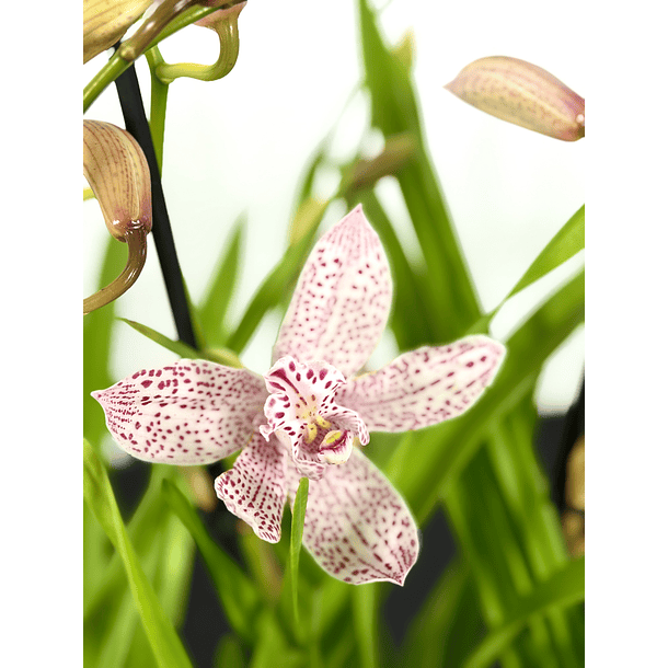 Cymbidium 