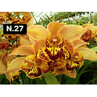 Orquídeas Cymbidium de Coleção com 3/4 bolbos cada 12
