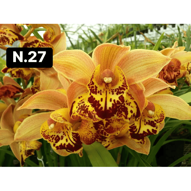 Orquídeas Cymbidium de Coleção com 3/4 bolbos cada 12