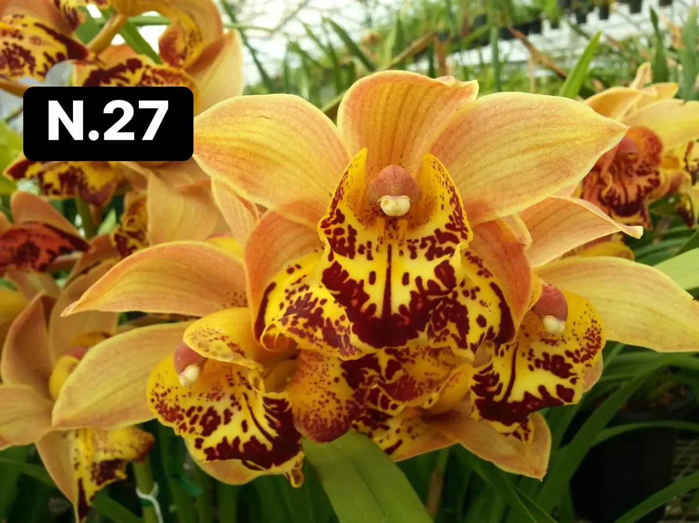 Orquídeas Cymbidium de Coleção com 3/4 bolbos cada 12