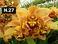 Orquídeas Cymbidium de Coleção com 3/4 bolbos cada - Thumbnail 12
