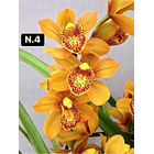 Orquídeas Cymbidium de Coleção com 3/4 bolbos cada 4