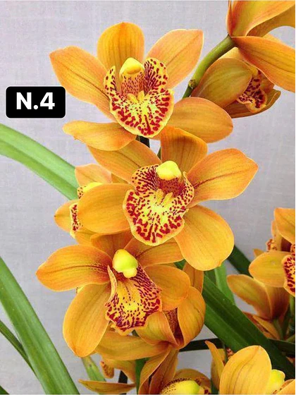 Orquídea Cymbidium âmbar