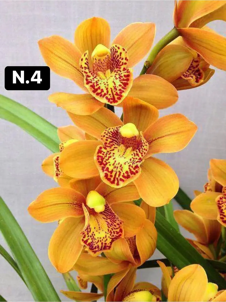 Orquídeas Cymbidium de Coleção com 3/4 bolbos cada 4