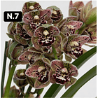 Orquídeas Cymbidium de Coleção com 3/4 bolbos cada 7