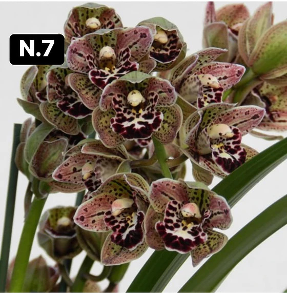 Orquídeas Cymbidium de Coleção, 3/4 bolbos · Seleção 3 - foto 7