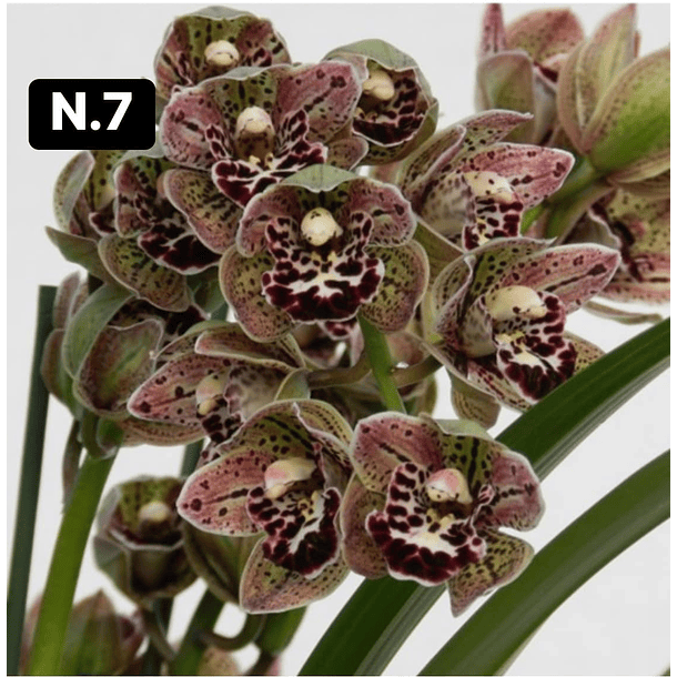Orquídeas Cymbidium de Coleção com 3/4 bolbos cada 7