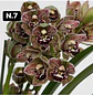 Orquídeas Cymbidium de Coleção com 3/4 bolbos cada - Thumbnail 7
