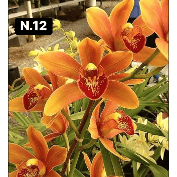 Orquídeas Cymbidium de Coleção com 3/4 bolbos cada 13