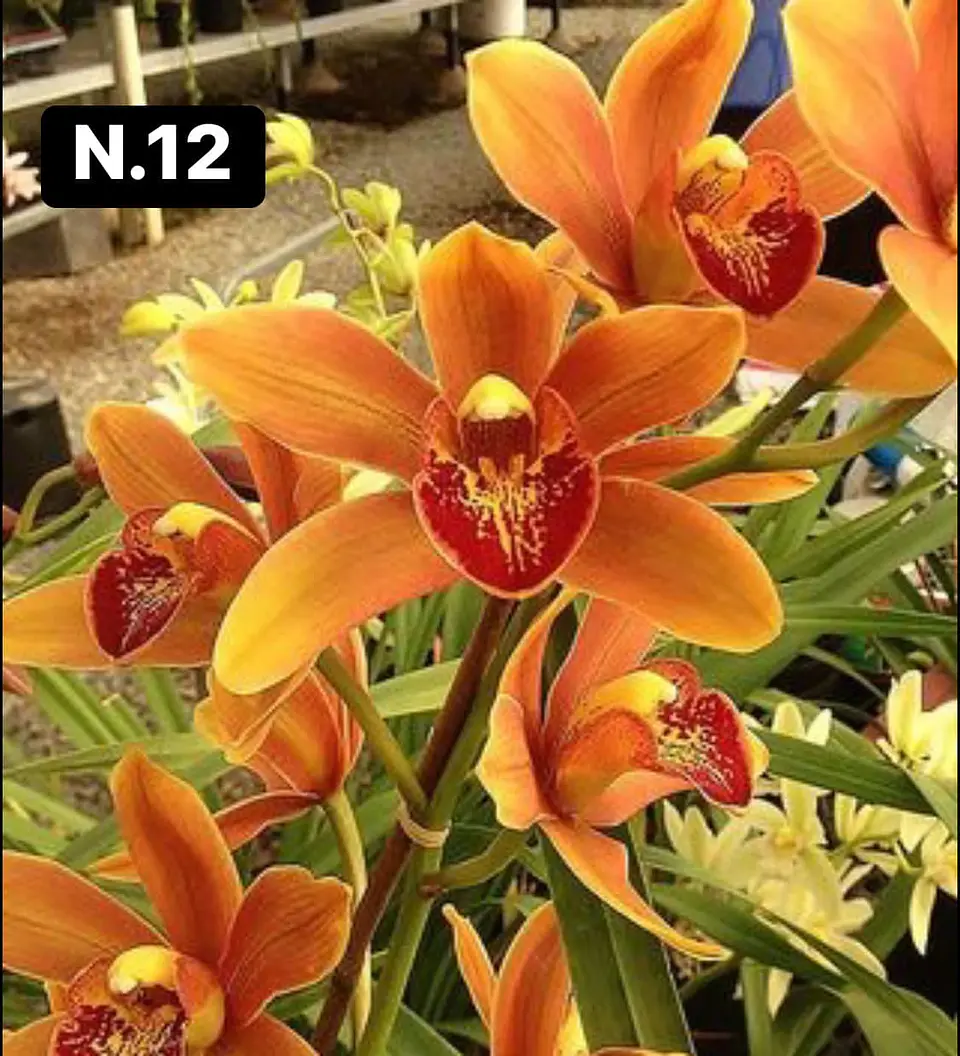 Orquídeas Cymbidium de Coleção com 3/4 bolbos cada 13