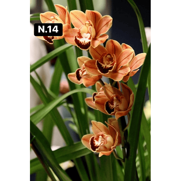 Orquídeas Cymbidium de Coleção com 3/4 bolbos cada 15