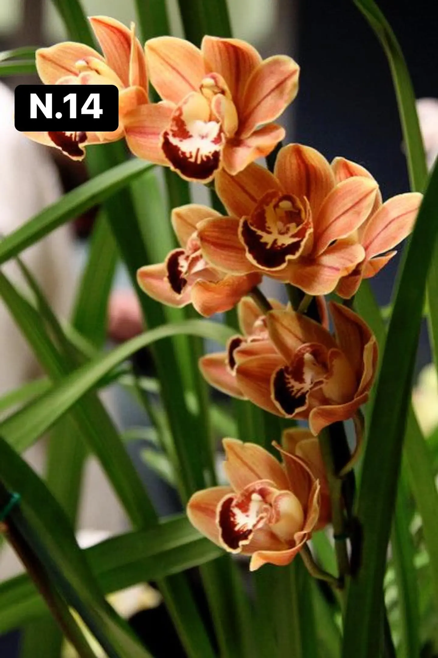 Orquídeas Cymbidium de Coleção com 3/4 bolbos cada 15