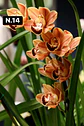 Orquídeas Cymbidium de Coleção com 3/4 bolbos cada - Thumbnail 15