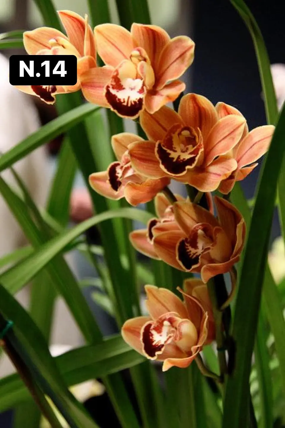 Orquídeas Cymbidium de Coleção com 3/4 bolbos cada 15