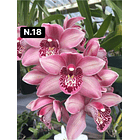 Orquídeas Cymbidium de Coleção com 3/4 bolbos cada 19