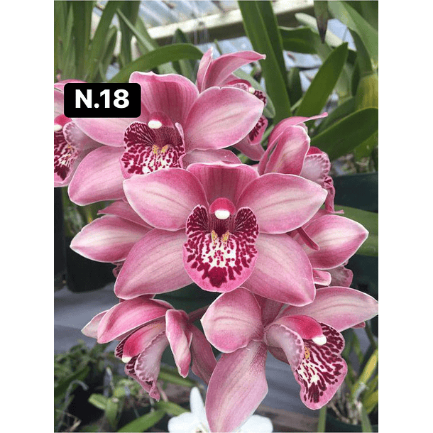 Orquídeas Cymbidium de Coleção com 3/4 bolbos cada 19