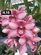 Orquídeas Cymbidium de Coleção com 3/4 bolbos cada - Thumbnail 19