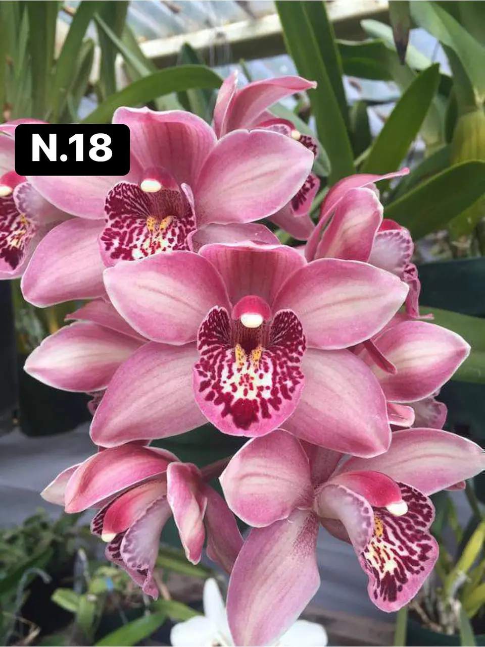 Orquídeas Cymbidium de Coleção com 3/4 bolbos cada 19