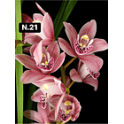 Orquídeas Cymbidium de Coleção com 3/4 bolbos cada 22