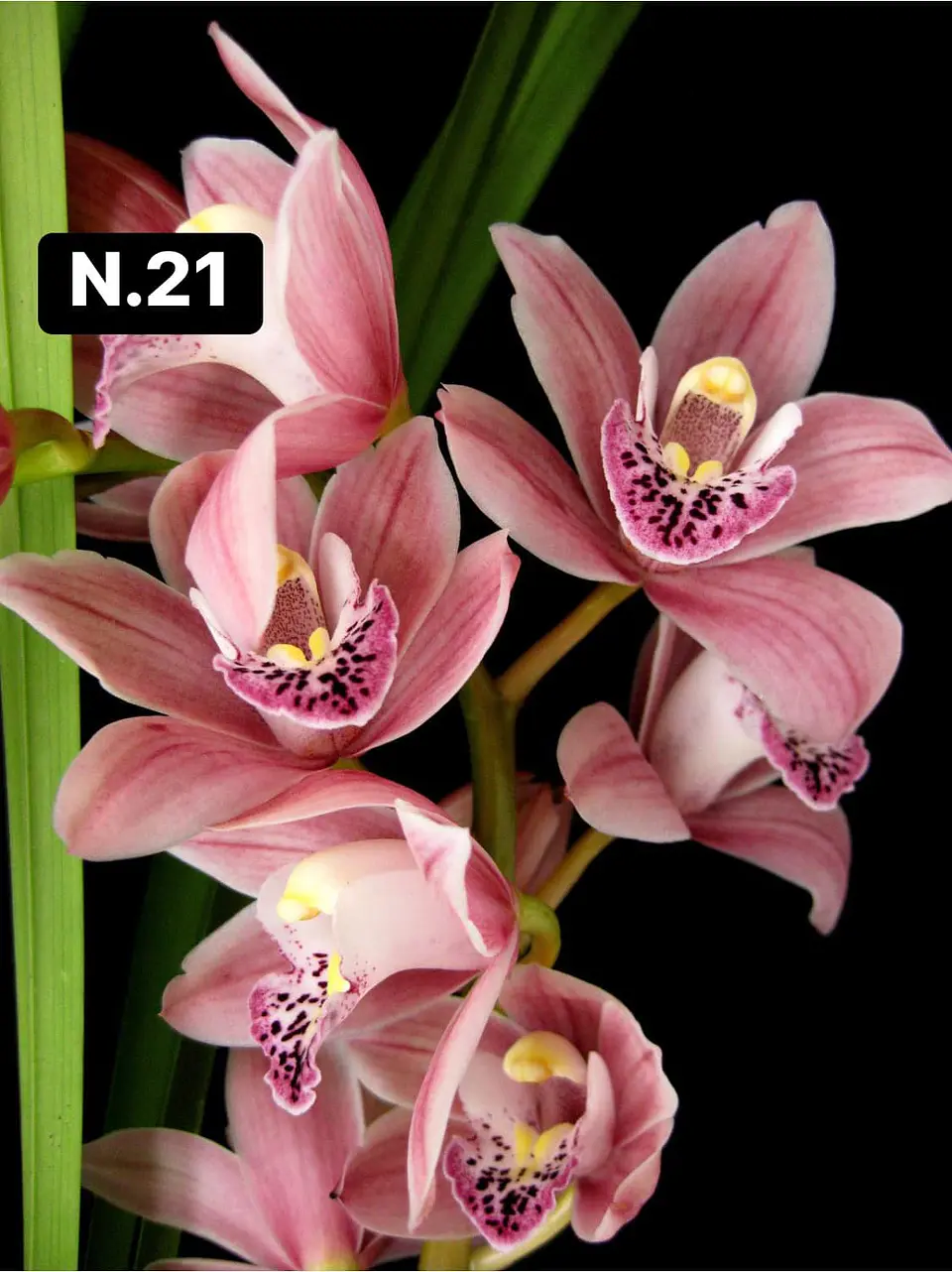 Orquídeas Cymbidium de Coleção com 3/4 bolbos cada 22