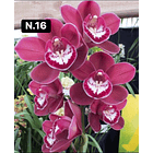 Orquídeas Cymbidium de Coleção com 3/4 bolbos cada 17