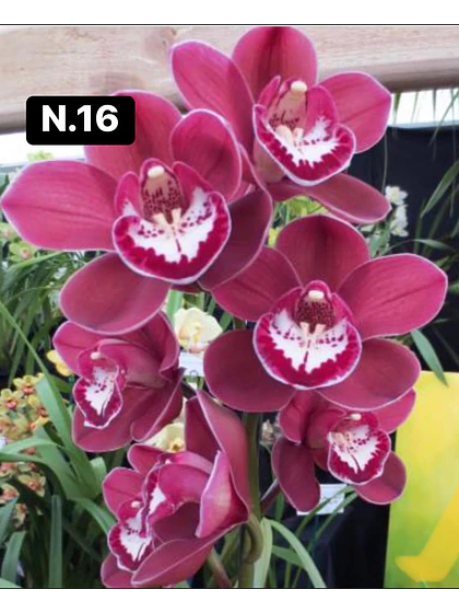 Orquídea Cymbidium magenta