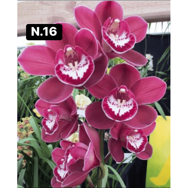 Orquídeas Cymbidium de Coleção com 3/4 bolbos cada 17