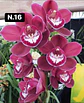 Orquídeas Cymbidium de Coleção com 3/4 bolbos cada - Thumbnail 17