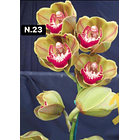 Orquídeas Cymbidium de Coleção com 3/4 bolbos cada 24