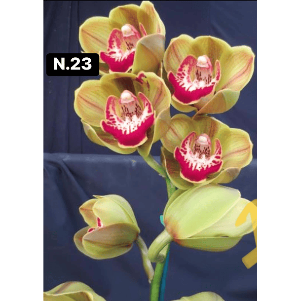 Orquídeas Cymbidium de Coleção com 3/4 bolbos cada 24