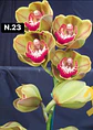Orquídeas Cymbidium de Coleção com 3/4 bolbos cada - Thumbnail 24