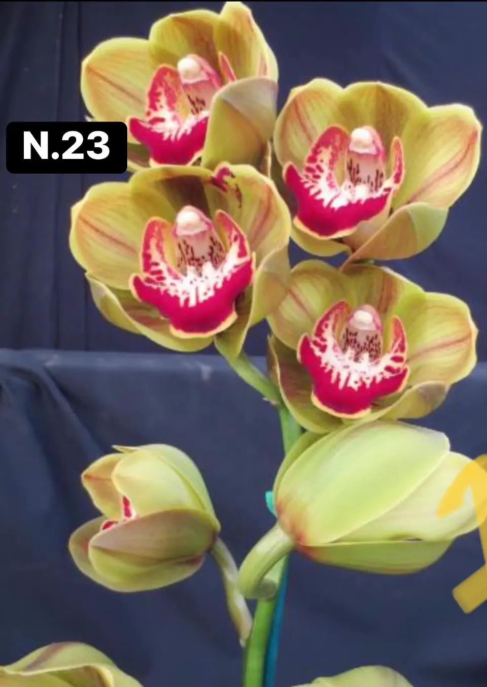 Orquídeas Cymbidium de Coleção com 3/4 bolbos cada 24
