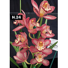 Orquídeas Cymbidium de Coleção com 3/4 bolbos cada 25