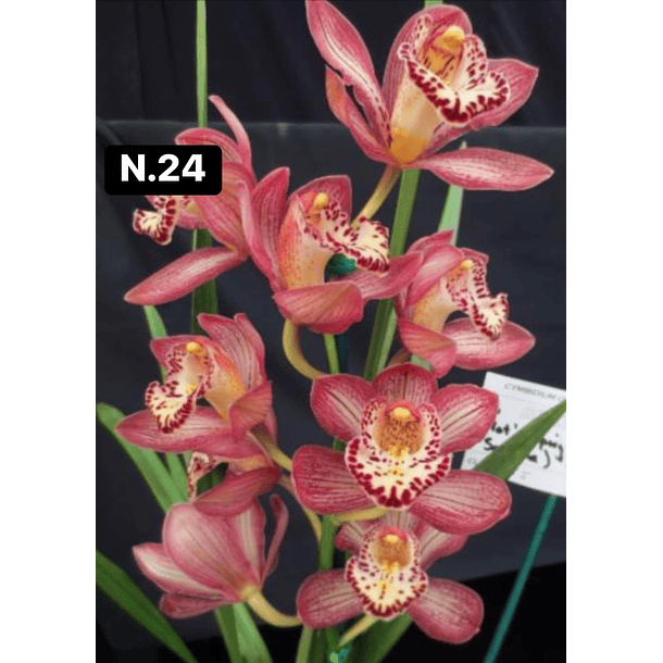 Orquídeas Cymbidium de Coleção com 3/4 bolbos cada 25