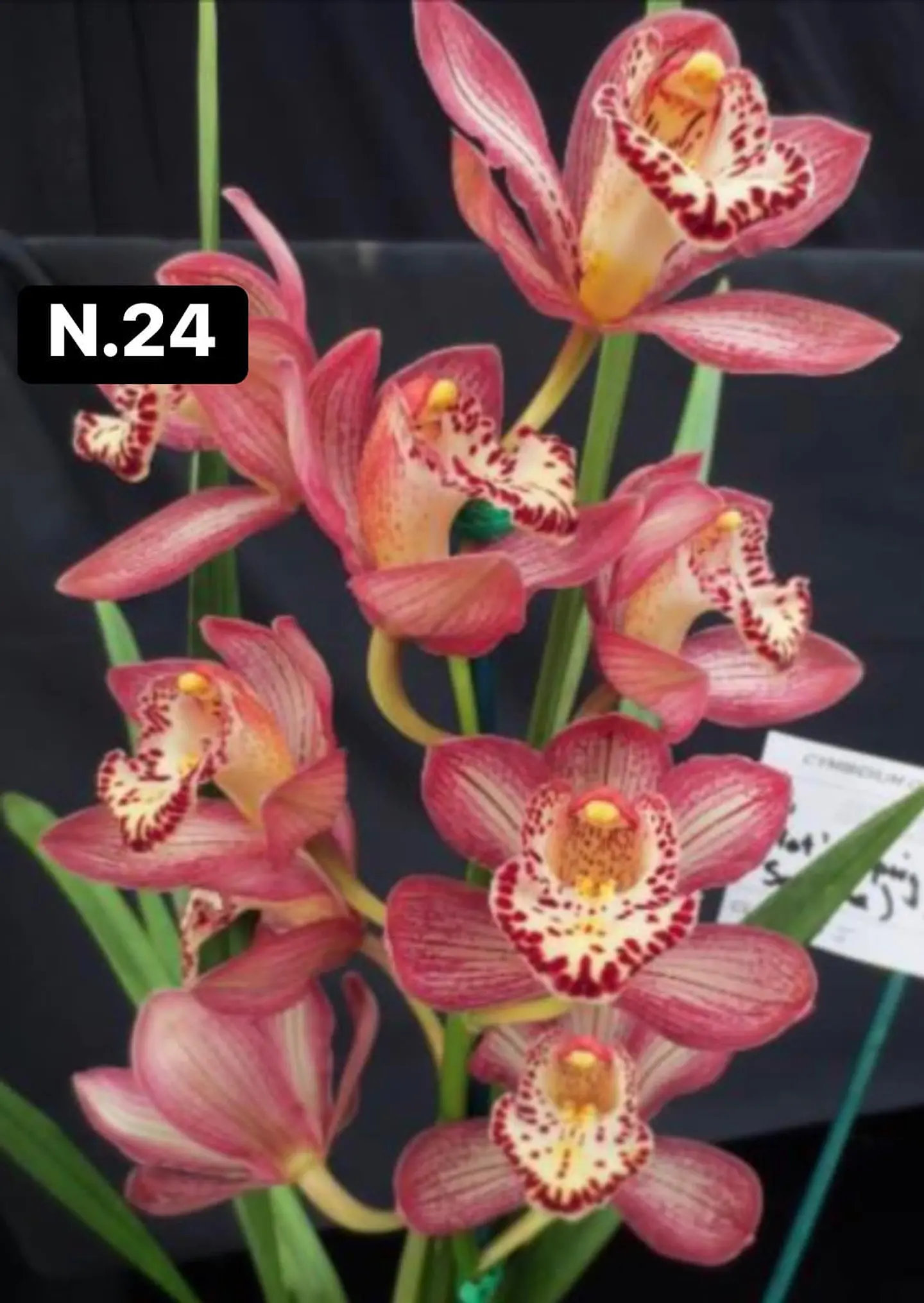Orquídeas Cymbidium de Coleção com 3/4 bolbos cada 25