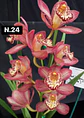 Orquídeas Cymbidium de Coleção com 3/4 bolbos cada - Thumbnail 25