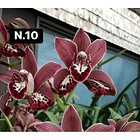 Orquídeas Cymbidium de Coleção com 3/4 bolbos cada 10