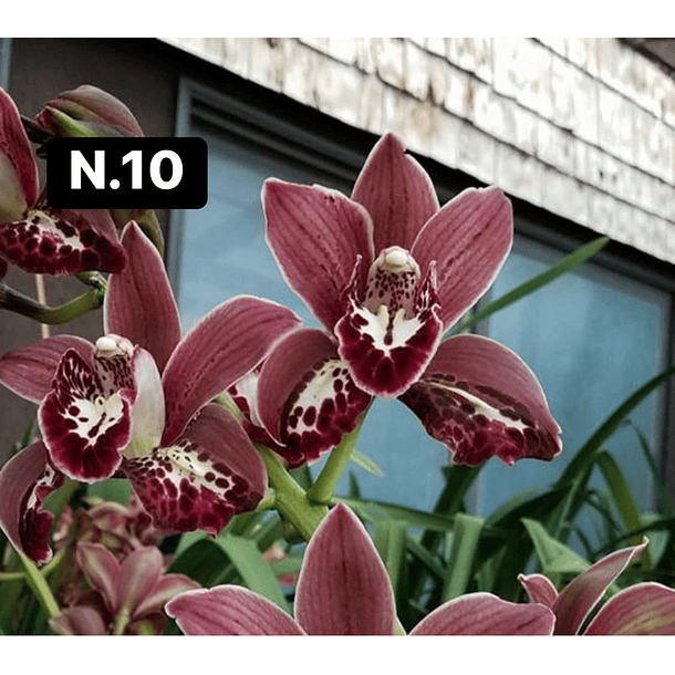 Orquídeas Cymbidium de Coleção com 3/4 bolbos cada 10
