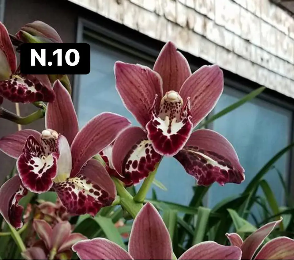 Orquídeas Cymbidium de Coleção com 3/4 bolbos cada 10