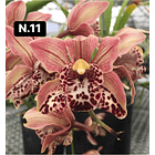 Orquídeas Cymbidium de Coleção com 3/4 bolbos cada 11