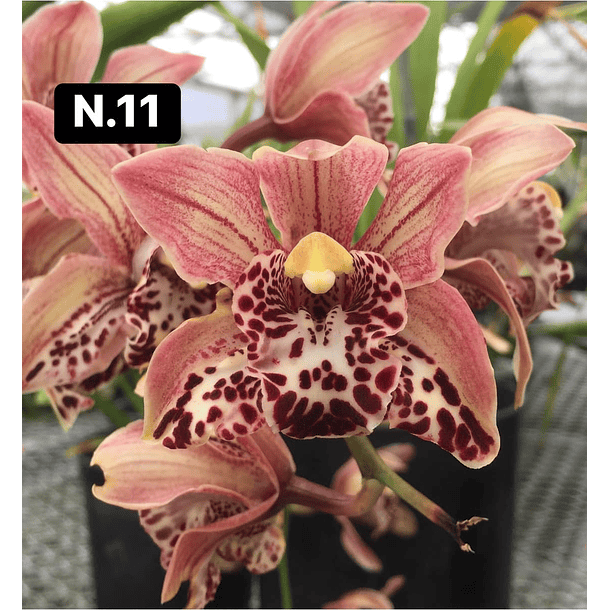 Orquídeas Cymbidium de Coleção com 3/4 bolbos cada 11