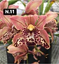 Orquídeas Cymbidium de Coleção com 3/4 bolbos cada - Thumbnail 11