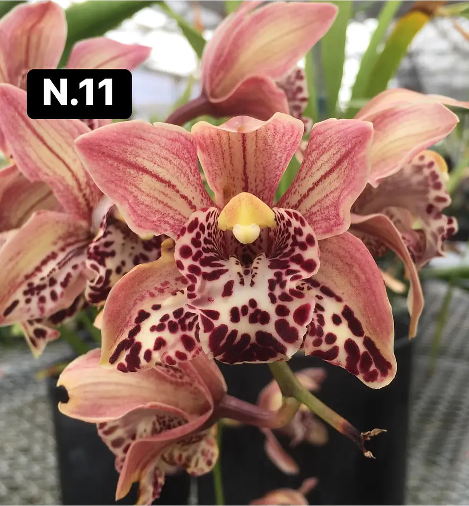 Orquídeas Cymbidium de Coleção com 3/4 bolbos cada 11